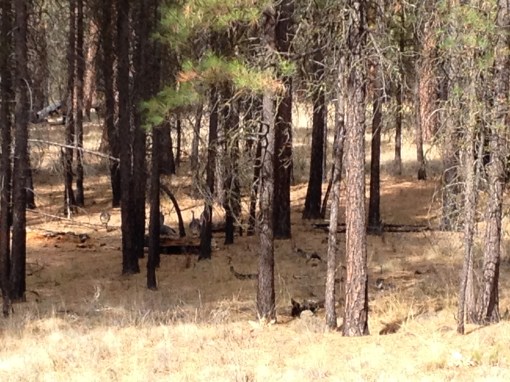 turkeys in oregon,turkeys,camping in oregon,camp sherman,metolius river