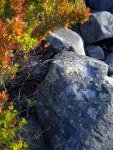 Colors leaves and&nbsp;rocks