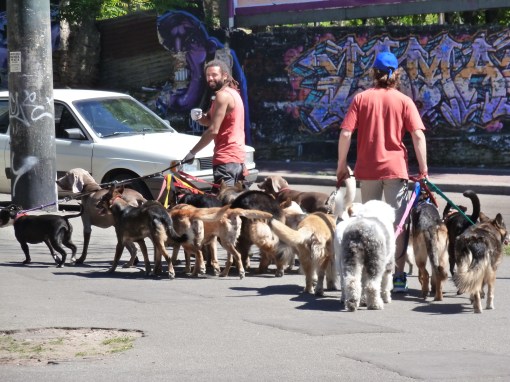 Buenos Aires argentina,dog walkers