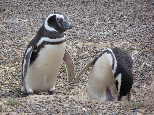 magellenic penguins,valdez peninsula,argentina