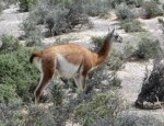 guanaco,argentina