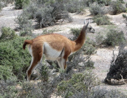 guanaco,argentina