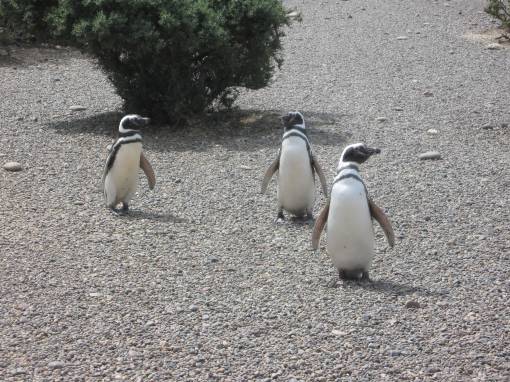 magellenic penguins,valdez peninsula,argentina