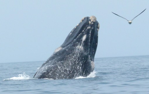 southern right whale,valdez peninsula,argentina