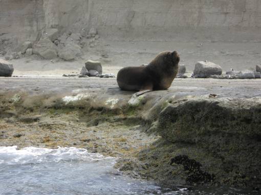 bull sea lion,valdez peninsula,argentina