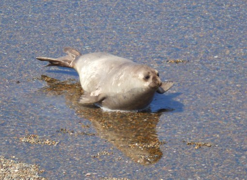 elephant seal valdez peninsula argentina