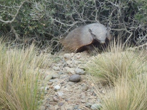 armadillo,valdez peninsula,argentina