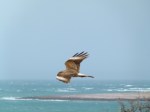 Chimango Caracara