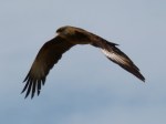 Chimango Caracara1