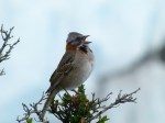 Rufus Collared Sparrow