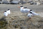arctic terns,ushuaia,argentina,patagonia