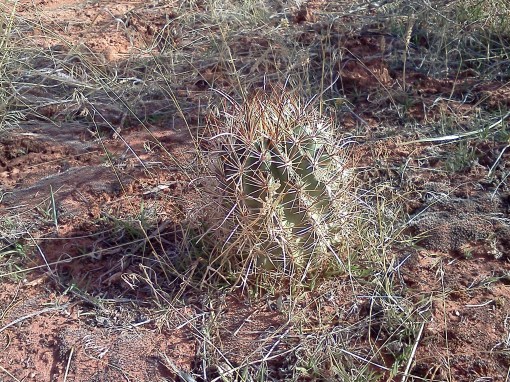 barrel cactus