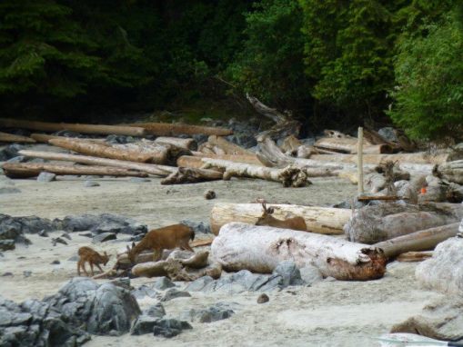 broken group,barkley sound
