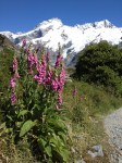 mt cook,mt cook new zealand,hiking new zealand