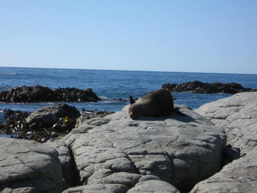 kaikoura new zealand