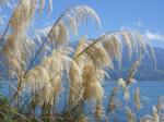 kaikoura peninsula,new zealand,pampas grass