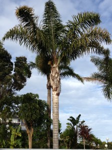 Palm Tree Paihaia