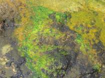 A spring along the hike