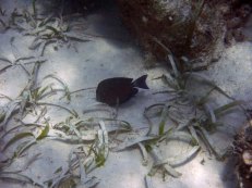 A blue tang seen while snorkeling Belize