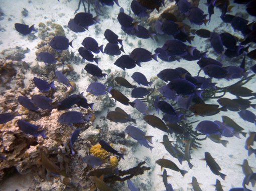 blue tang swim in the great blue hole belize
