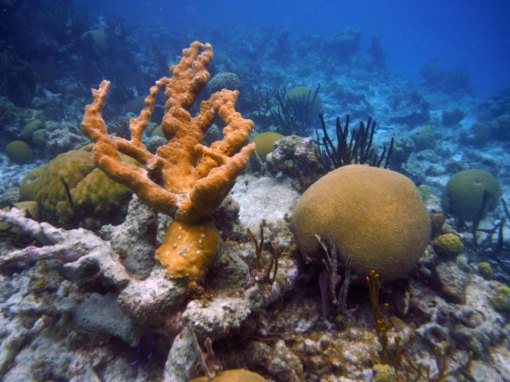 brain coral at the blue hole in belize