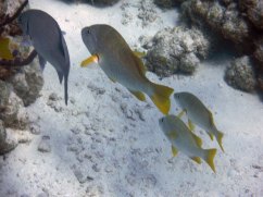 Grunts are very common on the reef!