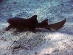 nurse shark half moon caye belize, lighthouse reef,snorkeling belize
