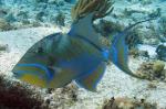 queen triggerfish,snorkeling belize