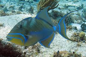 queen triggerfish,snorkeling belize