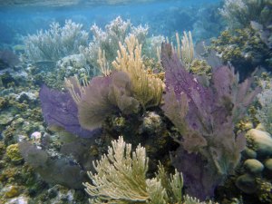 colorful sea fans at the great blue hole