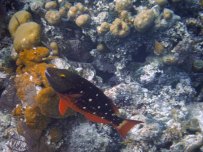 stoplight parrotfish at great blue hole belize