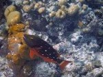 stoplight parrotfish at great blue hole belize