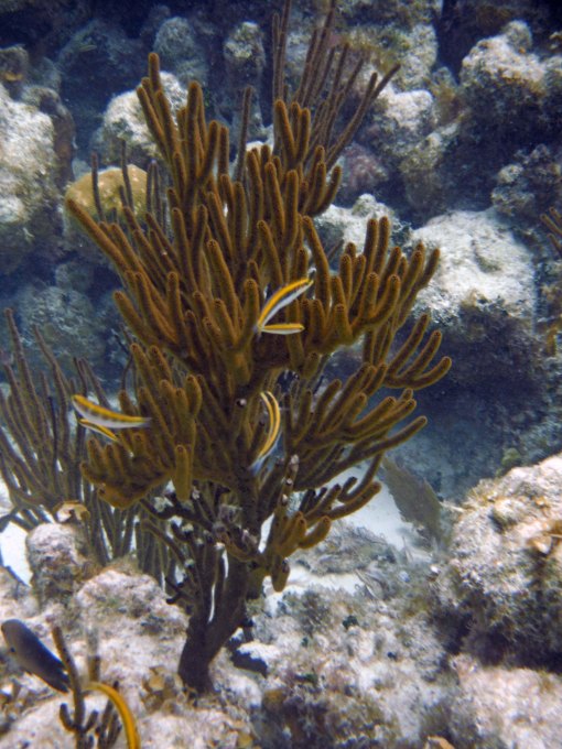 Wrasse living near a sea fan blue hole belize