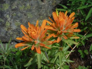 indian paintbrush