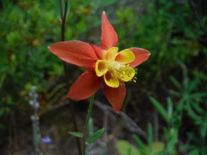 north fork john day river, columbine, wildflowers
