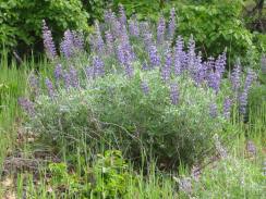 lupine,columbia river gorge,hiking,lyle,cherry orchard trail