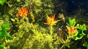 Russell Lake Indian Paintbrush