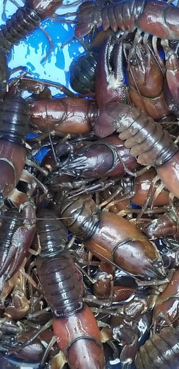 Raw Crawdads