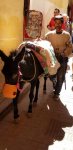 Medina Donkey resized